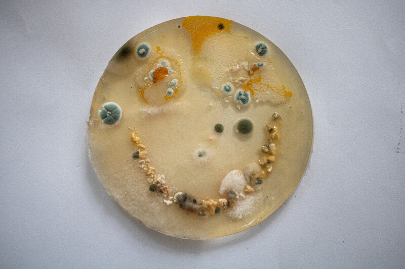 A grainy photograph shows a soft yellow smiling face, made of a jelly-like substance, on a grey background. The features of the face are made up of bacterial / slime mold colonies in shades of yellows, oranges, greys, greens and whites. The smile is made of chunks of a yellow/beige substance interspersed with patches of green and white mold. The left eye is made of a yellow slime mold colony. There is no distinct right eye.