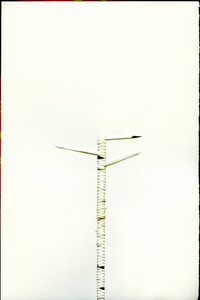 Porcupine quills and thread are woven into an off-white paper, the image resembles a birch tree, in both shape and colour. The black and white quills stick out like branches. 
