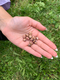 A collection of heirloom seeds rest on an opened palm. 