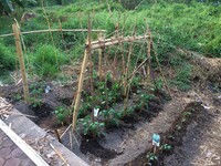 A garden with rows of various plants, protected by wooden sticks and identified by labels stuck in the ground to the side. 