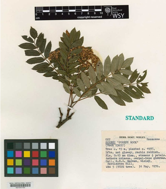 Photo documentation of a dried moss-green plant centered on a white sheet. In the lower left corner, there is a color test palette, and in the lower right corner, a label with information about the plant reads: